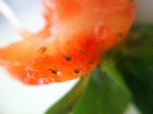 smartphone-lens