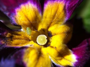 smartphone-lens