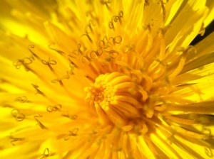 smartphone-lens