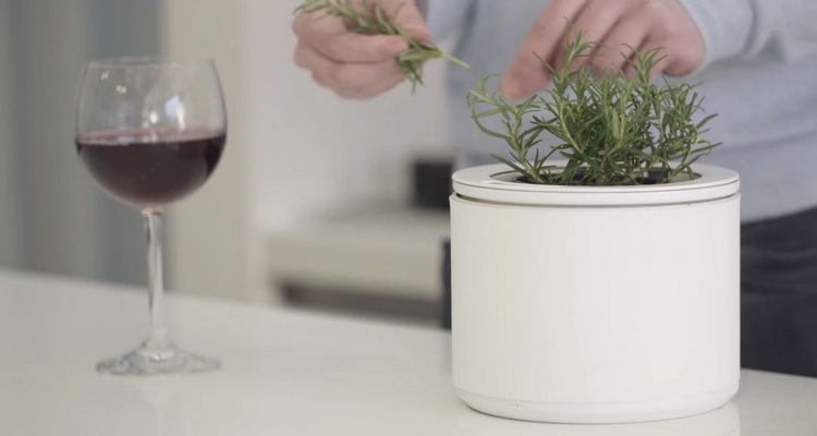 planty