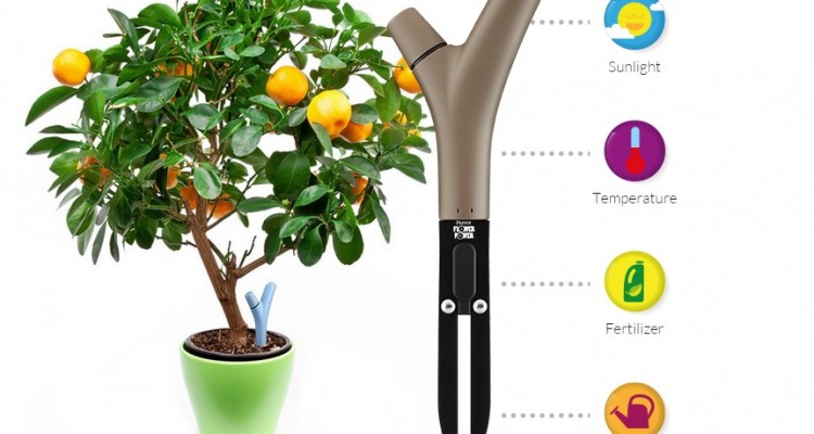 parrot planty