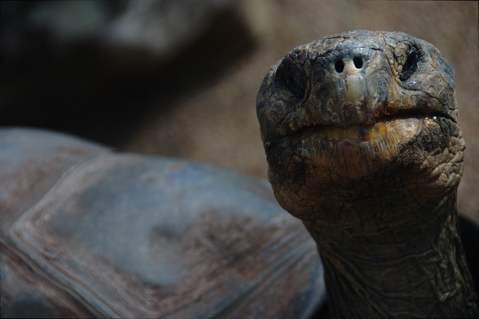 schildpad gered