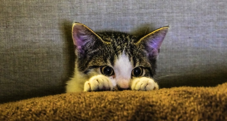 kattenvrouwtjes