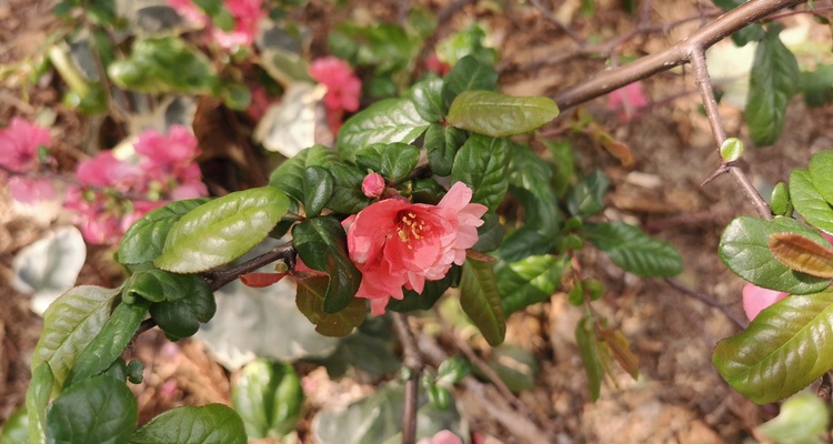 Huawei P30 Pro - Bloem