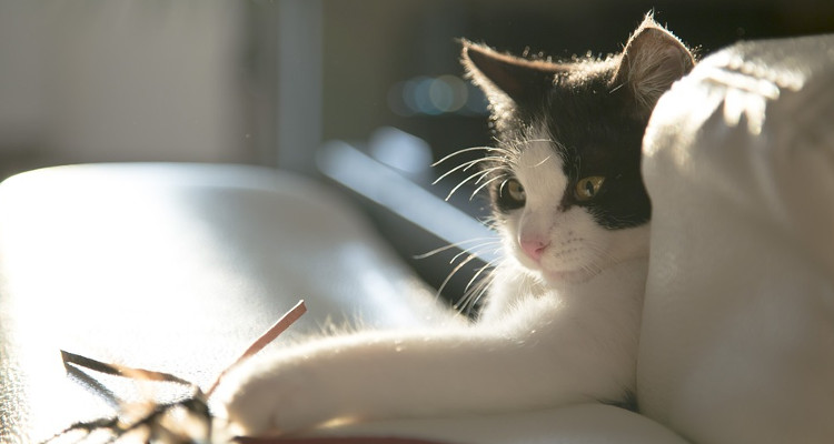 katten poezen huisdieren