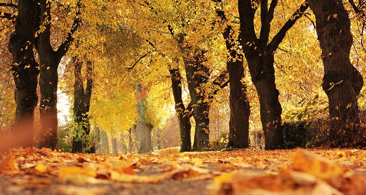 Herfst