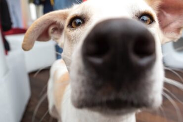 Skypen met je hond