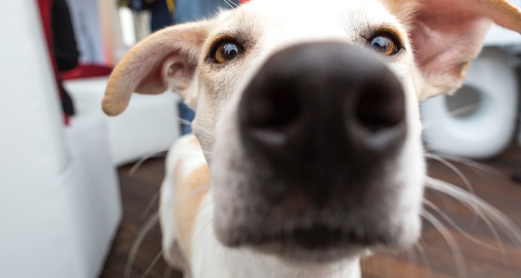 Skypen met je hond