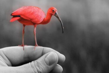 Photoshop flamingo