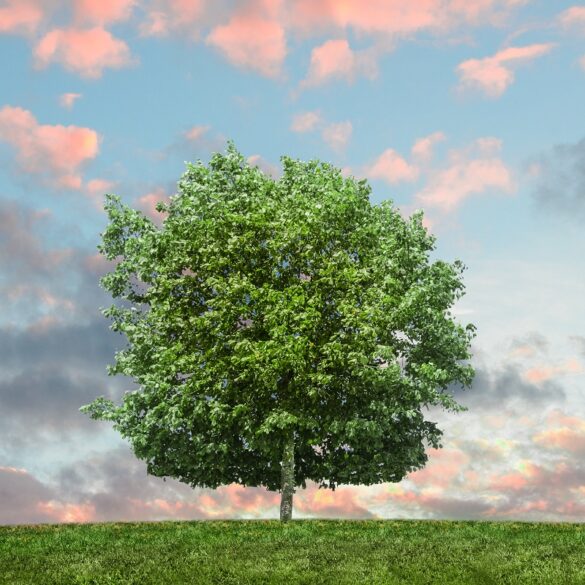 eco