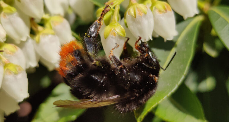 Macrofotografie