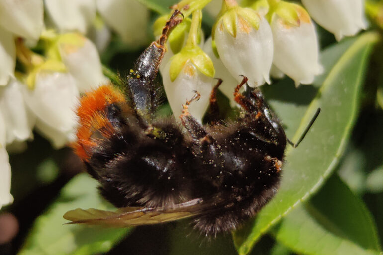 Macrofotografie