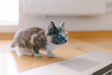 Kat voor laptop