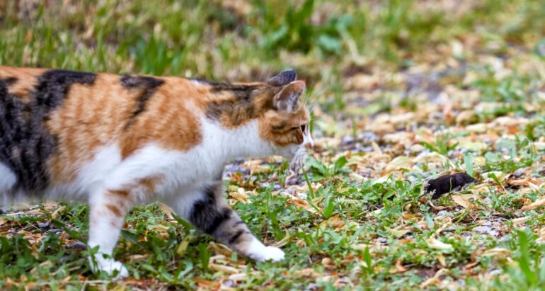 kat en muis