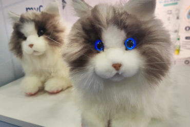 Metacat